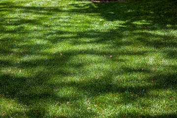 green mowed lawn illuminated by sunlight with patches of shade from tree branches, background on the theme of nature in sunny weather.
