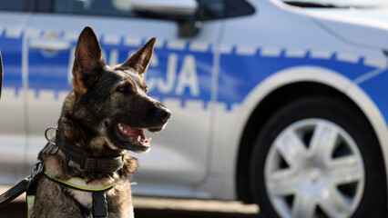 Pies policyjny rasy wilk niemiecki podpalany podczas pracy. 