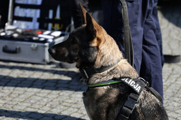 Pies policyjny rasy wilk niemiecki podpalany podczas pracy.  - obrazy, fototapety, plakaty