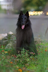 Young Belgian Shepherd dog Groenendael sitting outdoors in a green grass in the evening in summer