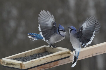 Blue Jays fighting over food on overcast winter day using threat gestures and sometimes attacking