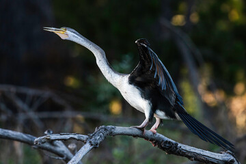 Fototapeta premium Australasian Darter juvenile, Lake Burley Griffin, ACT, January 2022