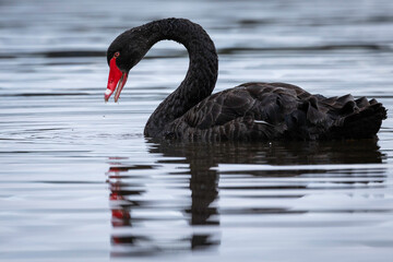 Black Swan, Lake Burley Griffin, ACT, January 2022