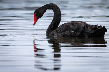 Black Swan, Lake Burley Griffin, ACT, January 2022