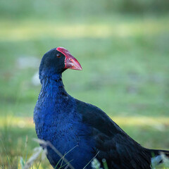Purple Swamphen, Lake Burley Griffin, ACT, January 2022