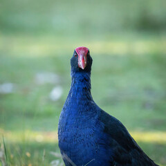 Purple Swamphen, Lake Burley Griffin, ACT, January 2022