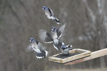 Blue Jays fighting over food on overcast winter day using threat gestures and sometimes attacking