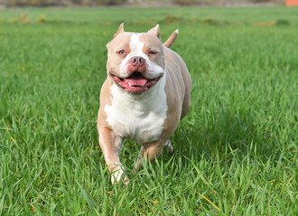 un perro de raza american bully