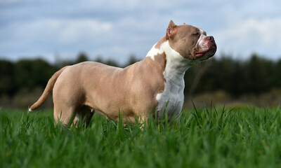 a beautiful american bully dog