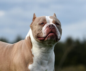a muscular american bully dog