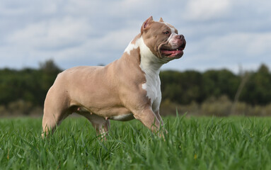 a muscular american bully dog