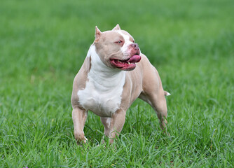 a muscular american bully dog