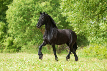 Black friesian horse running in the field in summer