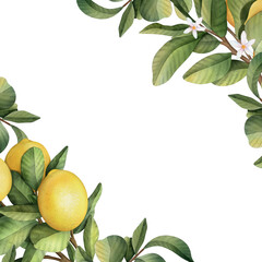 Hand drawn frame of watercolor lemon. Watercolor illustration wreath of lemon and leaves. 