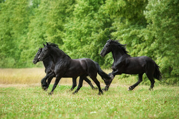 Obraz na płótnie Canvas Three friesian horses running in the field in summer