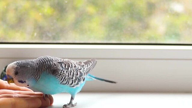 Budgerigar playing with a ball