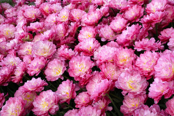 Amazing pink tulip flowers. Peony type tulips. Spring them background
