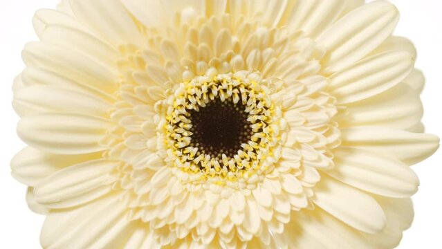 Close up macro shot of water is rippling spontaneously on white background with yellow gerbera | Body care cosmetics with natural plant extracts commercial
