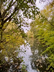 autumn in the forest