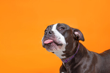 studio shot of a cute dog on an isolated background
