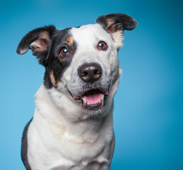 Cute border collie mix cattle dog on an isolated background studio shot