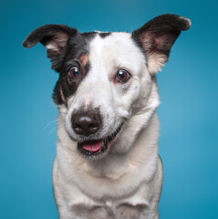 Cute border collie mix cattle dog on an isolated background studio shot