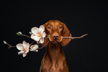 dog with flower