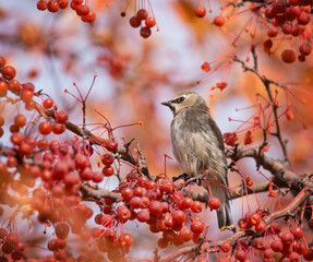 Cedar waxwing eating berries from a tree