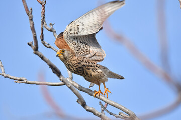 Rötelfalkenweibchen hebt ab
