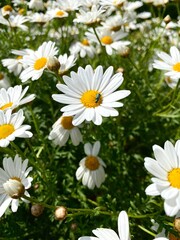 daisies in a garden