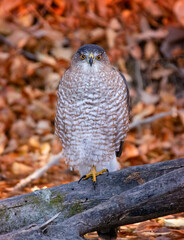 big cooper's hawk sitting in its natural environment