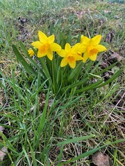 daffodils in spring