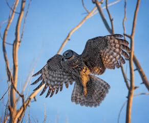 Great gray owl hunting out in nature