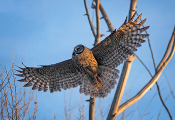 Great gray owl hunting out in nature