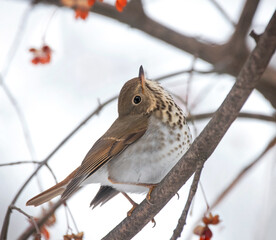 Hermit thrush eating berries during winter
