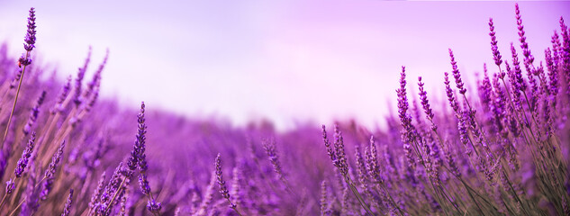 Schönes Lavendelfeld bei Sonnenuntergang