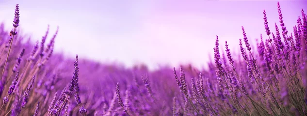 Photo sur Plexiglas Violet Beau champ de lavande au coucher du soleil