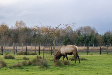 farmed elk eating in grassy winter field
