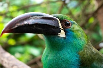 toucanet with emerald plumage, blue, green and yellow feathers in the foreground