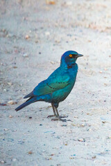 Cape Glossy Starling bird in Hwange National Park, Zimbabwe Africa