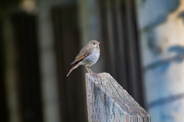 A tiny little Hermit Thrush