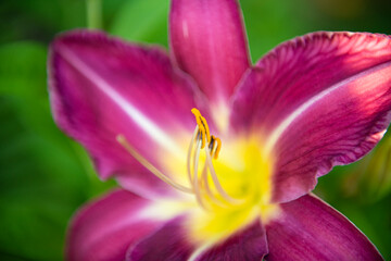 Maroon flower