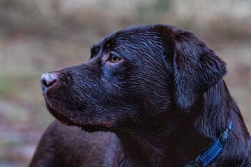 Chocolate Labrador