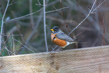 An American Robin in a park