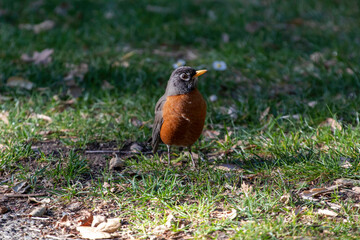 An American Robin in a park