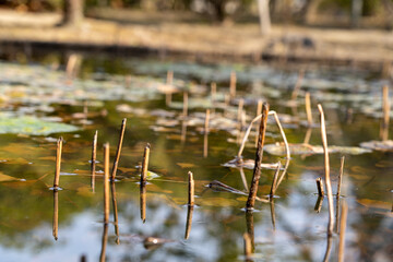 大寳山 法雲寺（法雲禅寺）