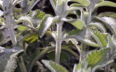 Stachys germanica - Downy Woundwort