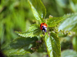 ladybird on a leaf