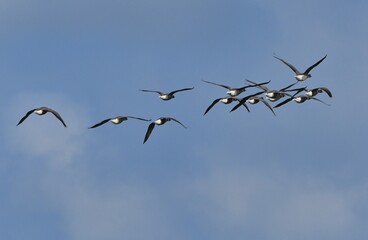 Group of Bernache geese in flight