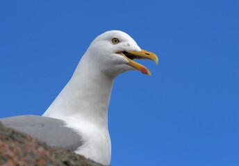 seagull on a rock in Brittany France